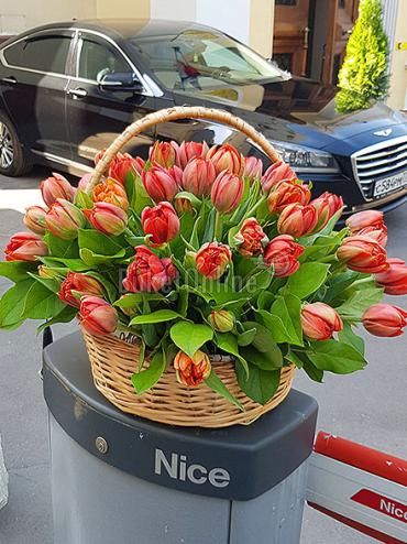 Цветы -  Корзинка тюльпанов