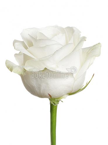 Доставка курьером Белые розы поштучно