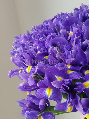 Цветы -  Букет из 151 Ириса