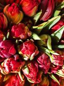 Букет тюльпанов 51 цветок