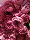 Букет из 21 пионовидной розы  Мисти Баблс
