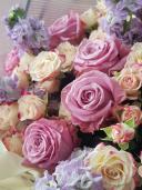 Розово-лавандовые розы