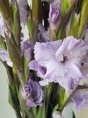 Гладиолусы - букет цветов