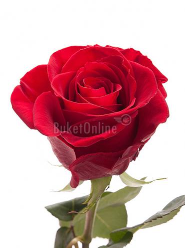 Цветы -  Розы Гран-При поштучно
