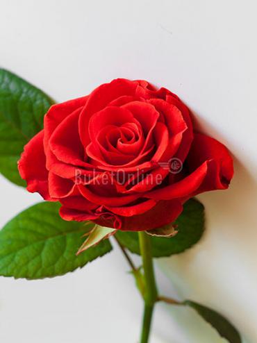 Заказать доставку Красные розы поштучно