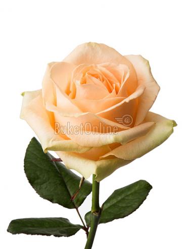 Букет цветов Персиковые розы поштучно