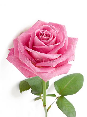Купить с доставкой Розовые розы поштучно