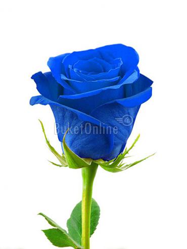 Купить с доставкой Синие розы поштучно