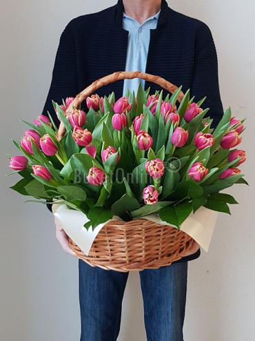 Цветы -  51 пионовидный тюльпан сорта Каламбус